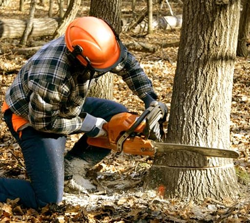 Tree Removal in Mizpah, MN